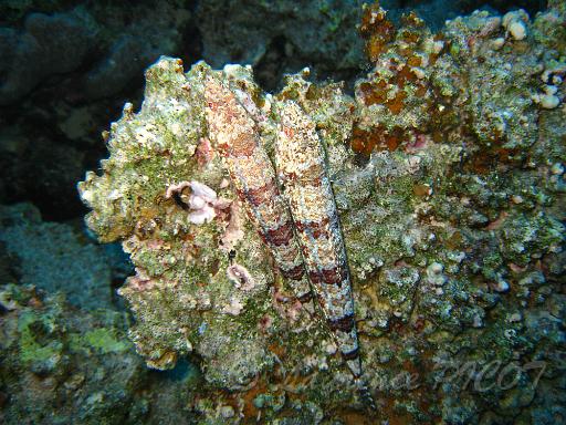 Poisson lézard - Synodus variegatus.JPG